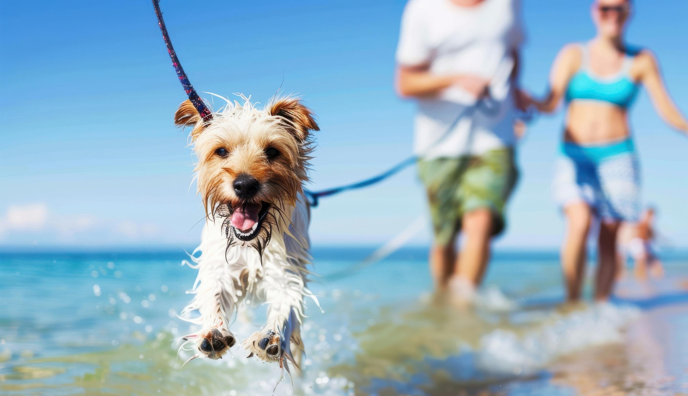 alt="新潟の海沿いで大型犬や多頭飼いでも気兼ねなく走り回れるプライベートドッグランスペースのイメージ"